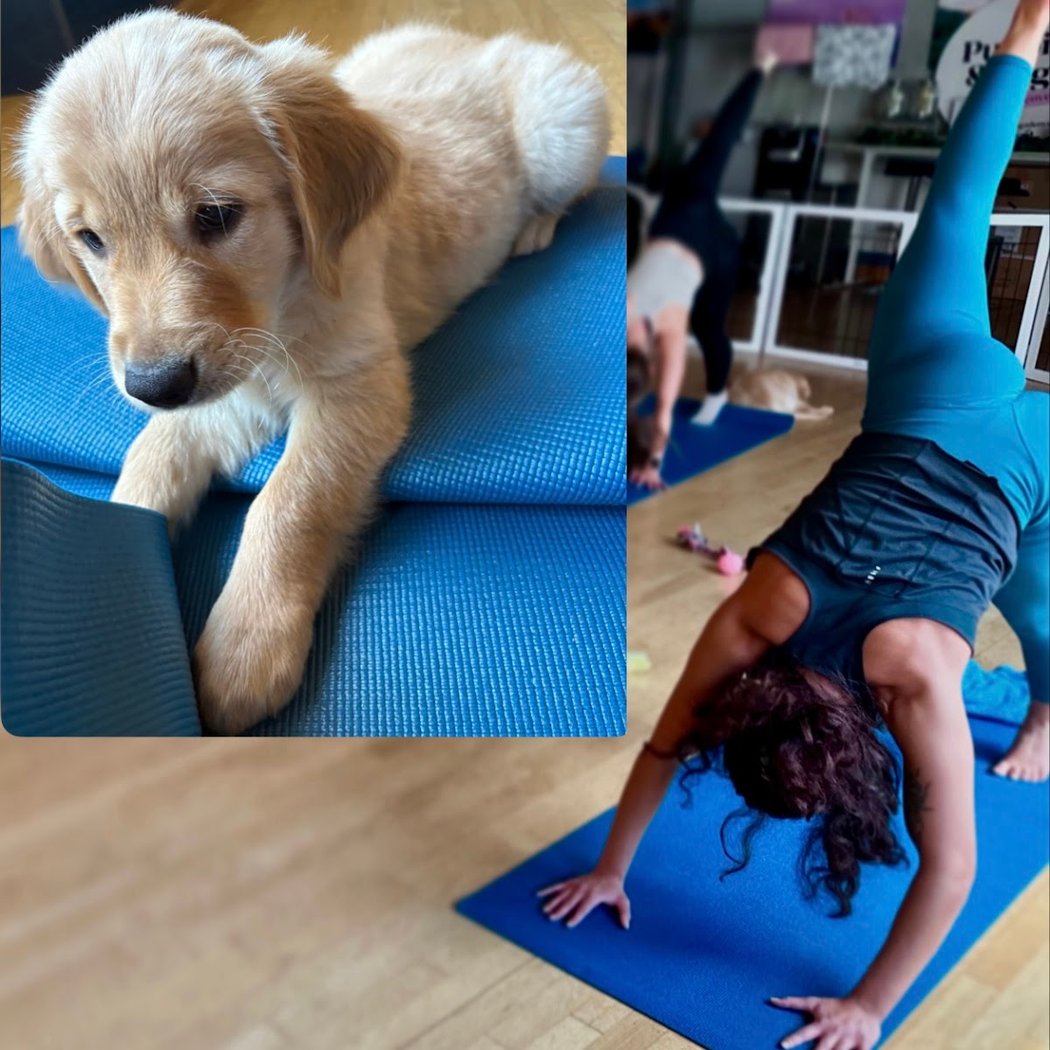 Puppies & Yoga | Goldendoodles 1
